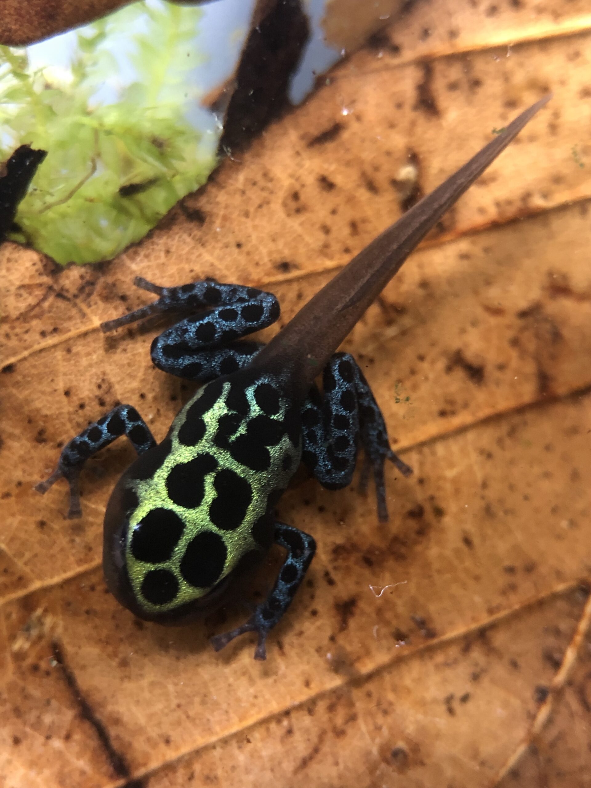 Ranitomeya Variabilis larf