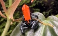 Ranitomeya Reticulatus